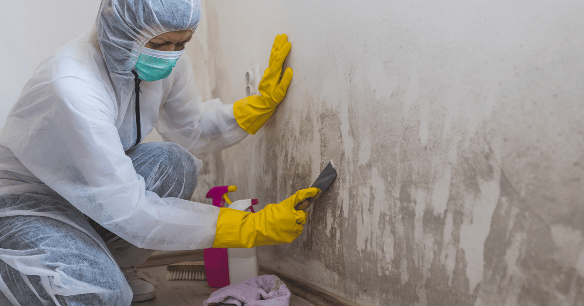 The Basics Of Mold Remediation What You Need To Know